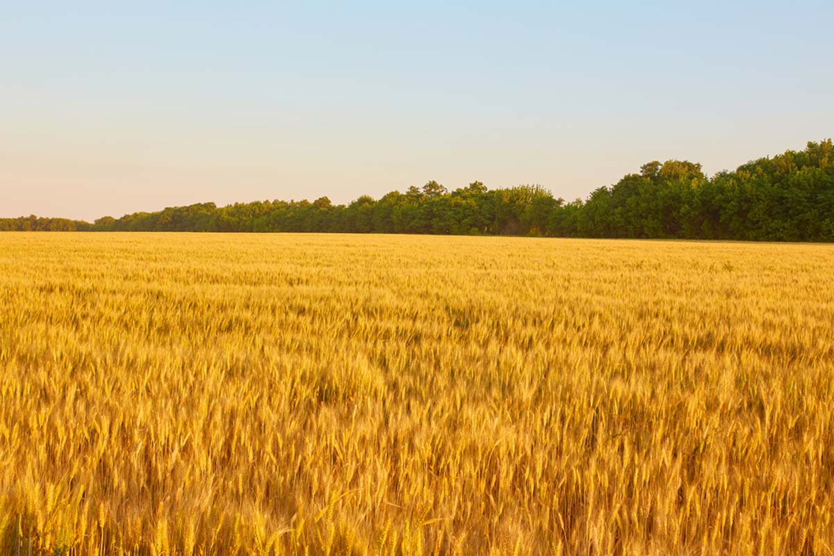 Traktor s vybavením pracující na poli