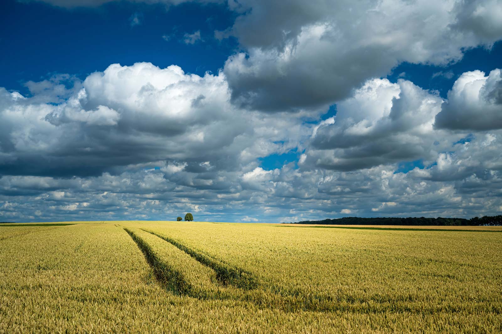 Pohled na rostoucí pole